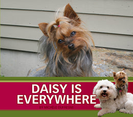 Daisy is Everywhere