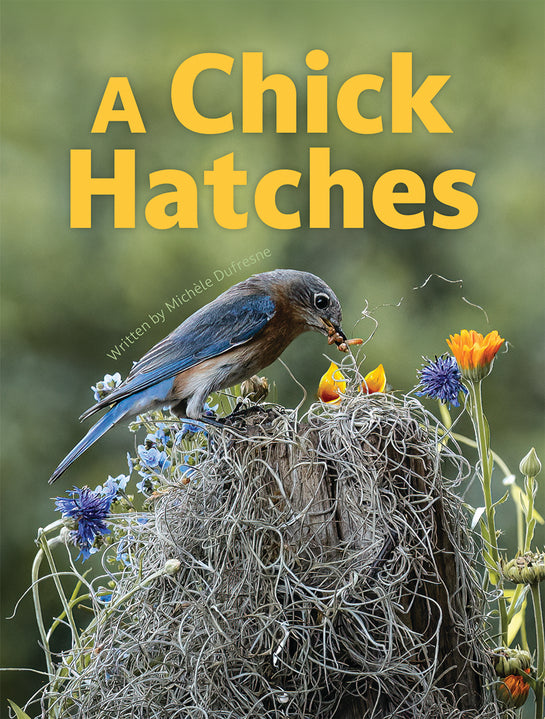 A Chick Hatches
