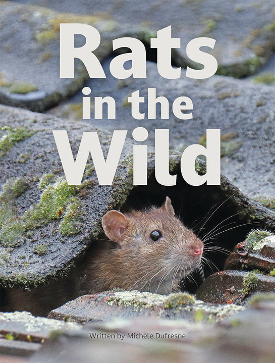 Rats in the Wild
