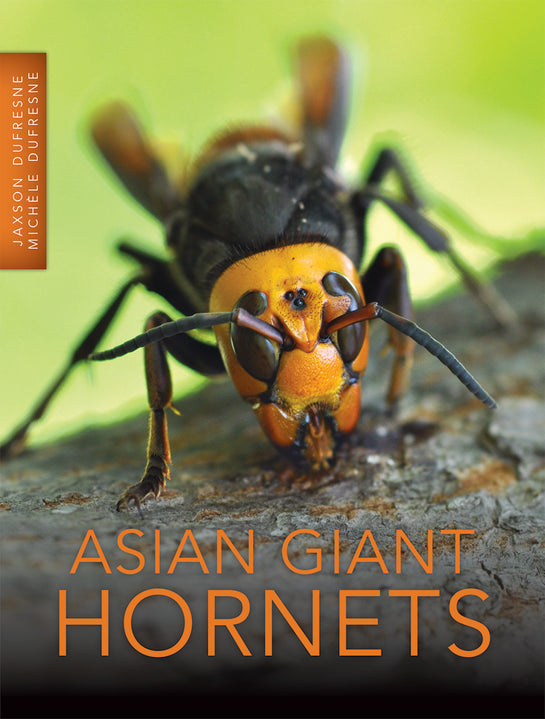 Asian Giant Hornets