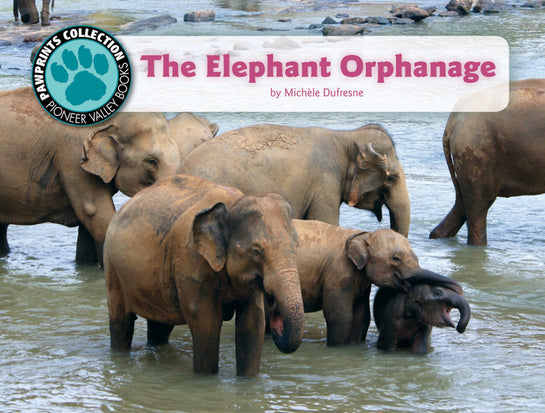 The Elephant Orphanage