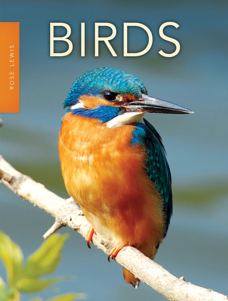 BIRDS ILLUSTRATED Miniature... - Little THINGS of Interest BIRDS ILLUSTRATED Miniature... - Little THINGS of Interest