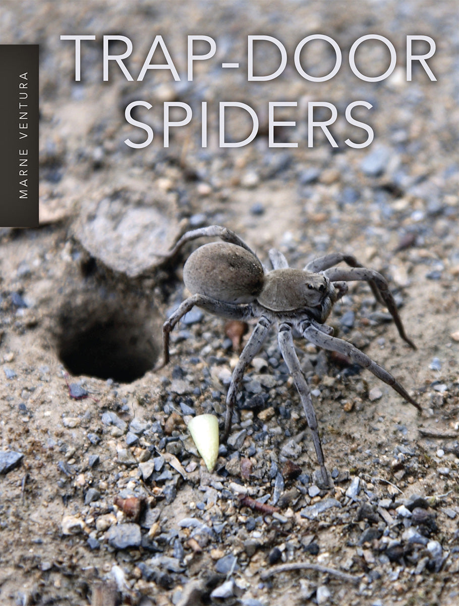 金村修　SPIDERS STRATEGY Trap-Door Spiders – Pioneer Valley Books
